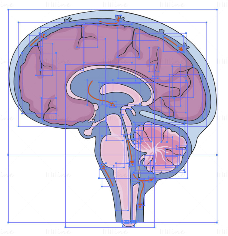 Cerebrospinal fluid vector illustration