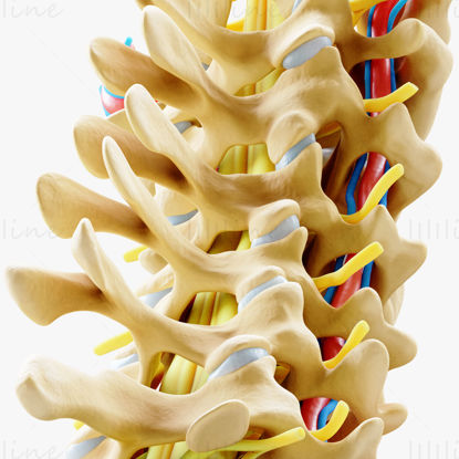 Modelul 3D de anatomie anterioară a coloanei vertebrale cervicale