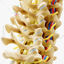 Modelul 3D de anatomie anterioară a coloanei vertebrale cervicale
