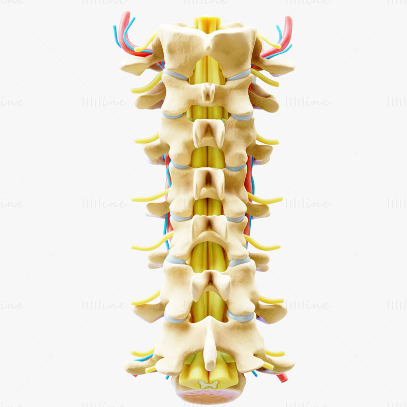 颈椎前路解剖学 3D 模型