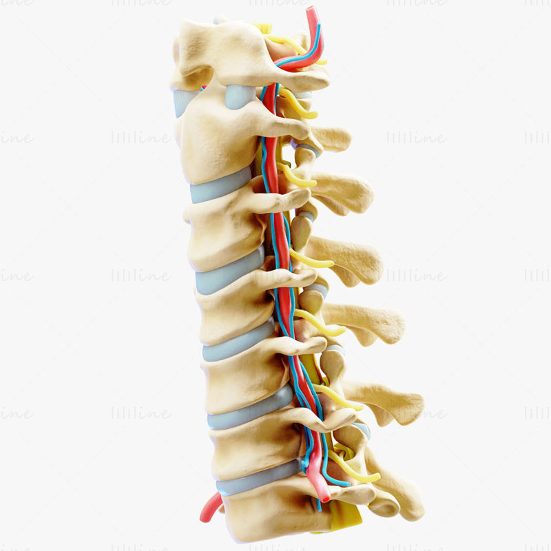颈椎前路解剖学 3D 模型