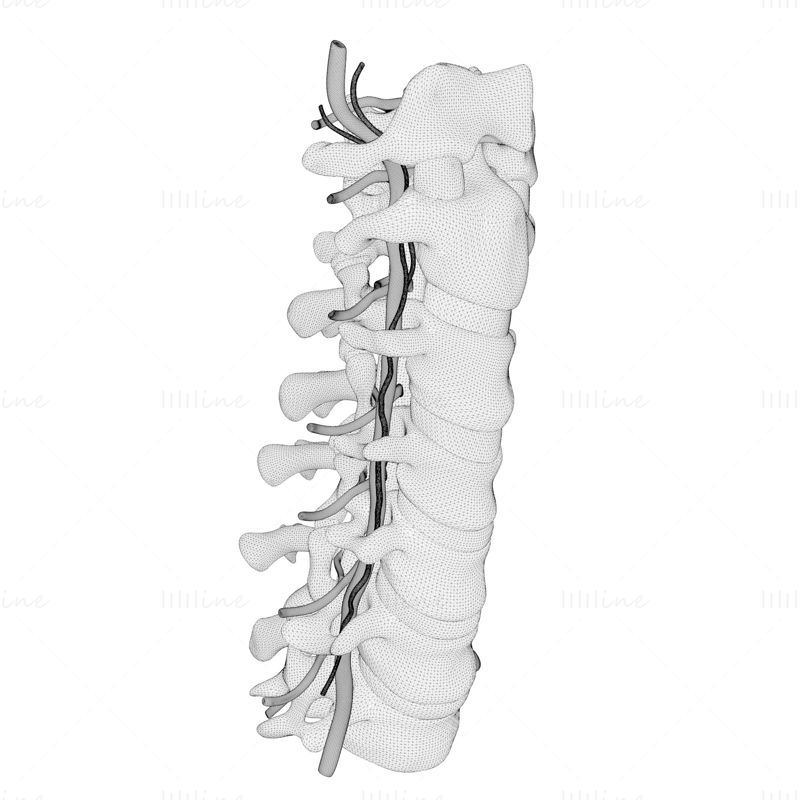 Anatomie antérieure du rachis cervical modèle 3D