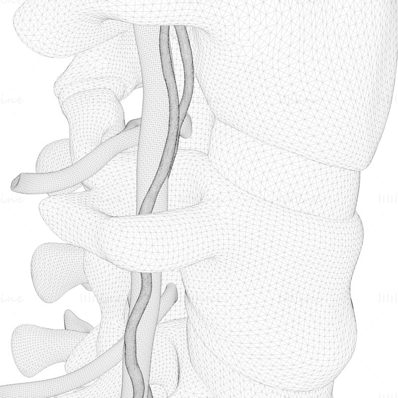 Modelul 3D de anatomie anterioară a coloanei vertebrale cervicale