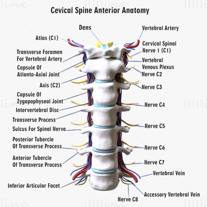 Cervical Spine Anterior Anatomy Nerve 3D Model