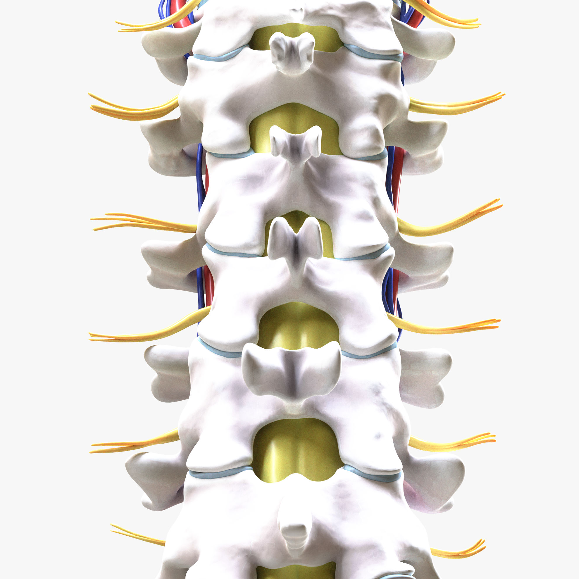 Cervical Spine Anterior Anatomy Nerve 3d Model