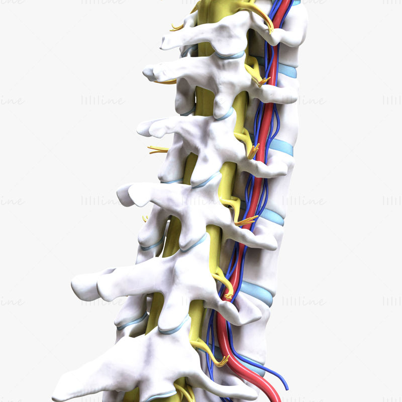 Modelul 3D al coloanei vertebrale cervicale anatomie anterioară