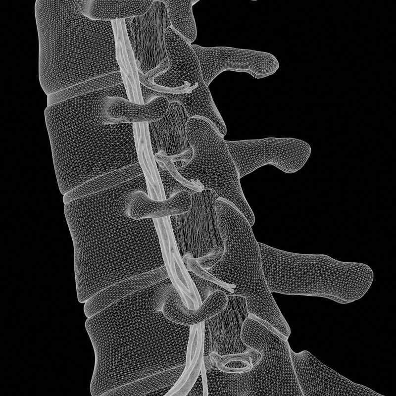 Modelul 3D al coloanei vertebrale cervicale anatomie anterioară