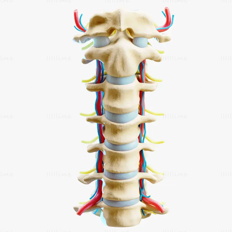 Cervicale wervelkolom anterieure medische illustratie