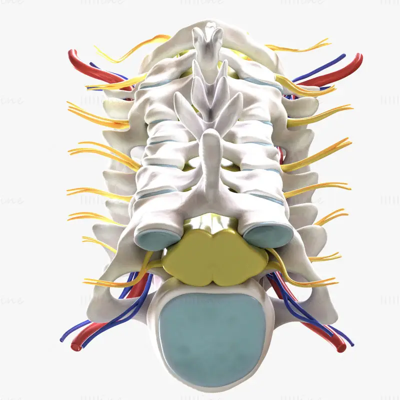 Cervicale wervelkolom anterieure medische illustratie