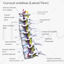 Cervical Spine Vertebrae 3d model