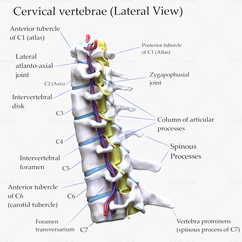 Cervical Spine Vertebrae 3d model