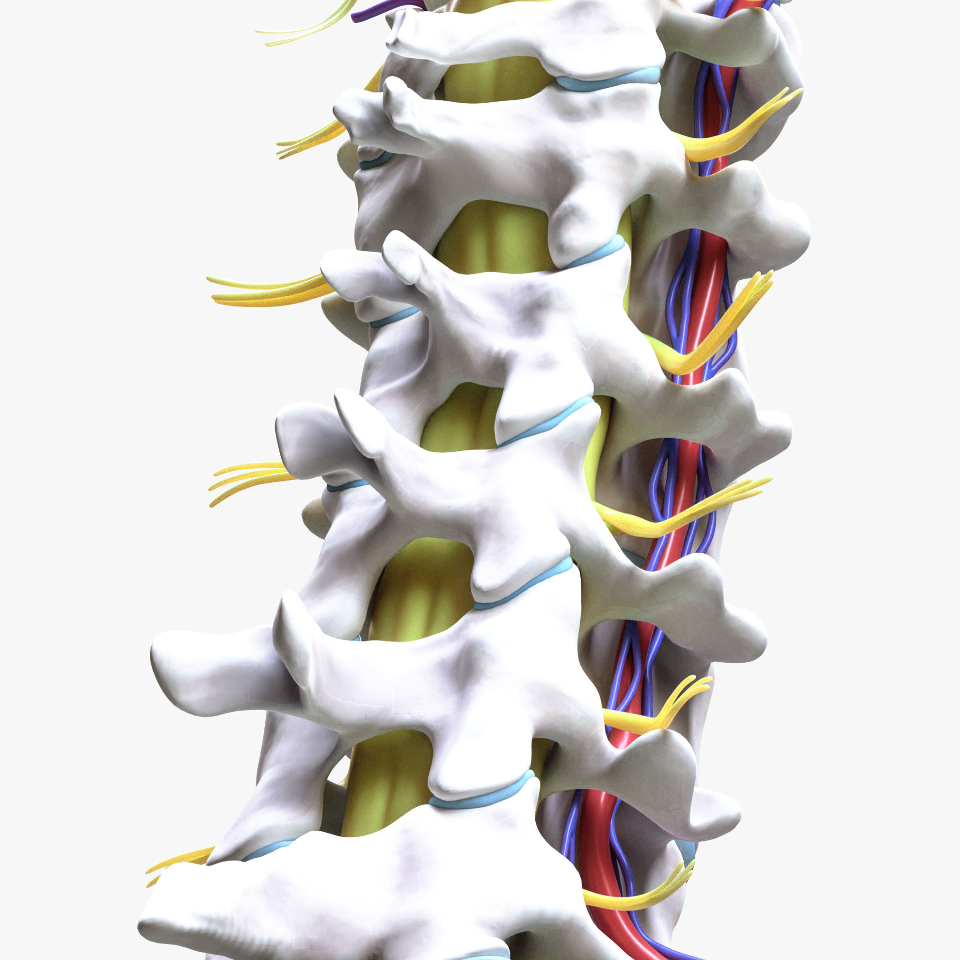 Cervical Spine Vertebrae 3d-modell