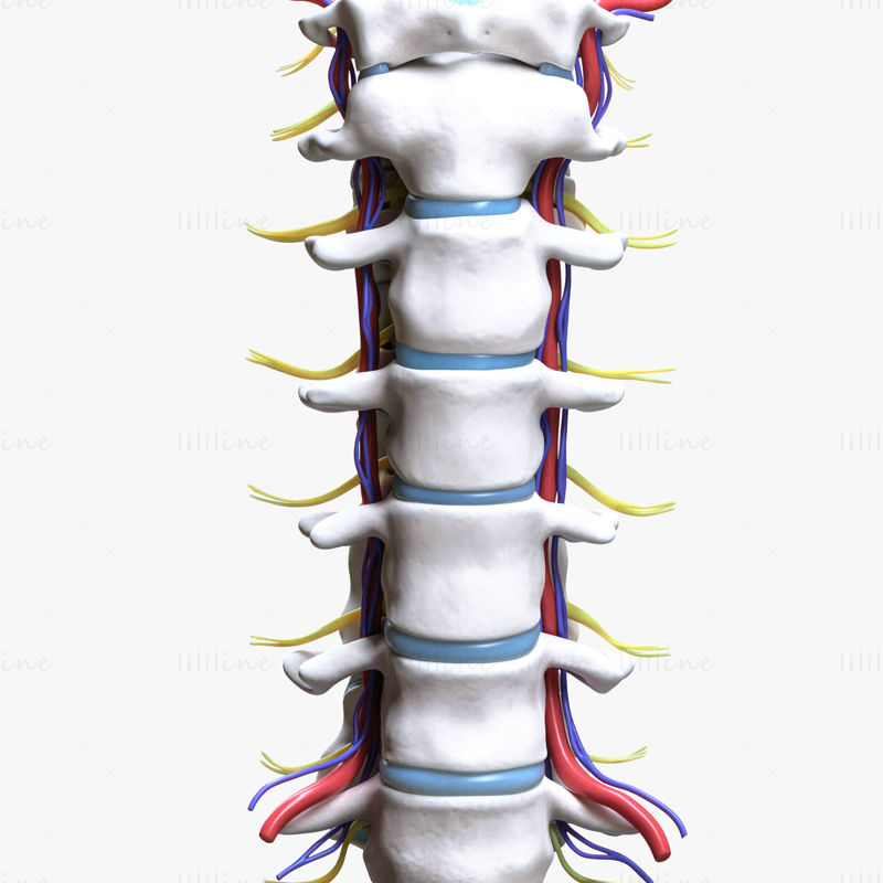 Vertebrele coloanei vertebrale cervicale model 3d