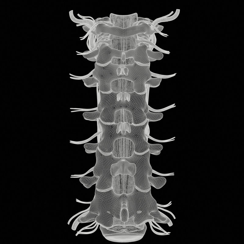 Vertebrele coloanei vertebrale cervicale model 3d