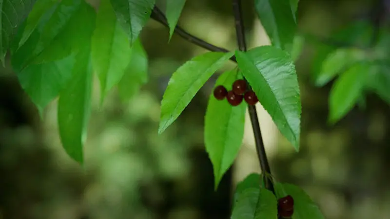 Cherry Leaves 3D Model