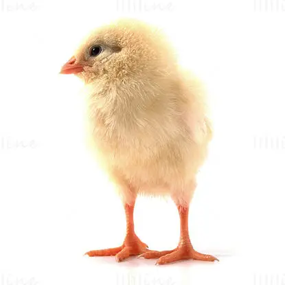 Chick image