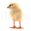 Chick image