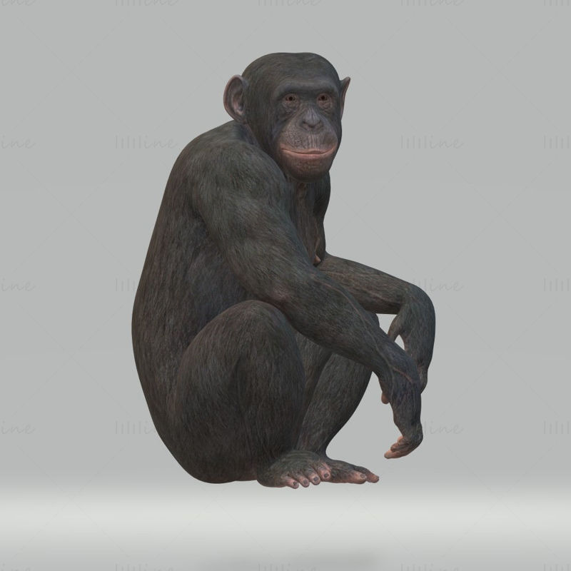 Chimpansee 3D Model Ready to Print STL FBX OBJ