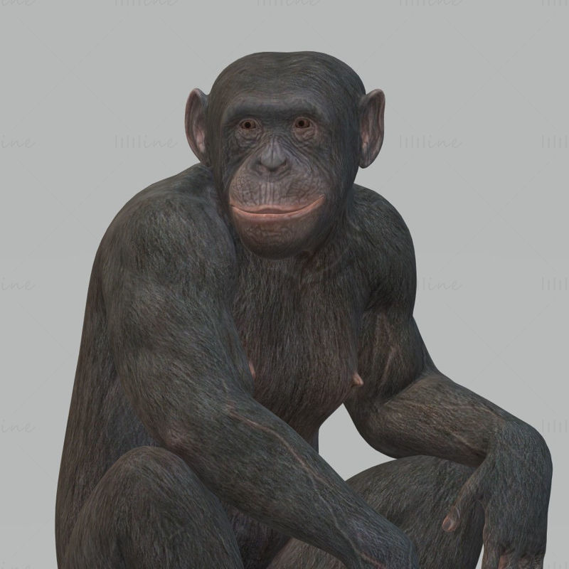 Chimpansee 3D Modeli STL FBX OBJ'yi Yazdırmaya Hazır