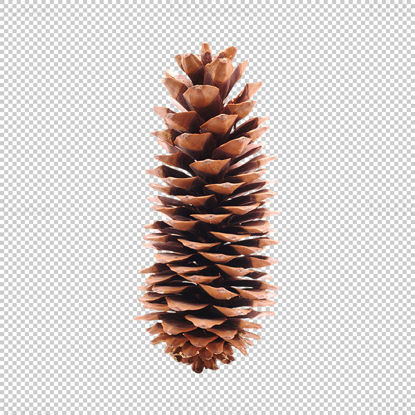 Christmas pine cones png