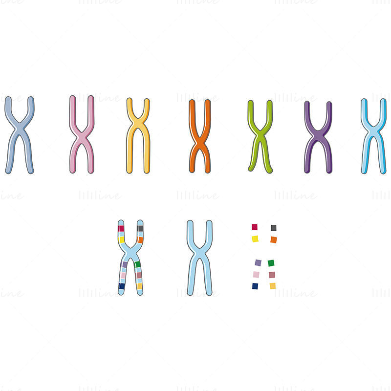 染色体と対立遺伝子のベクトル イラスト
