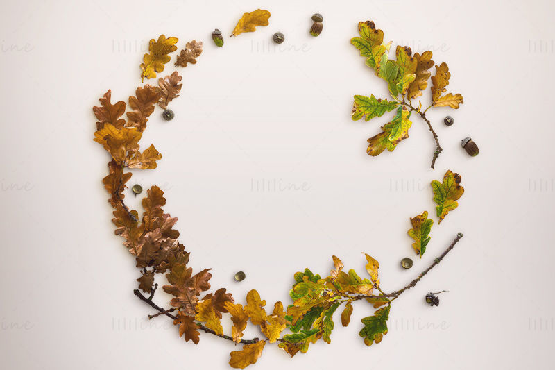 Circle of leaves
