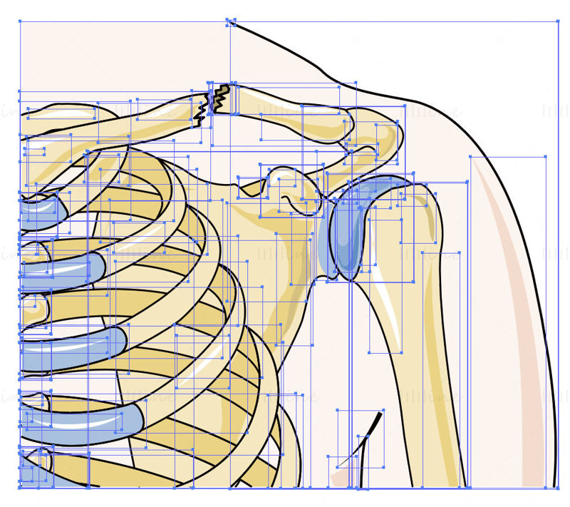 Clavicle fracture vector scientific illustration