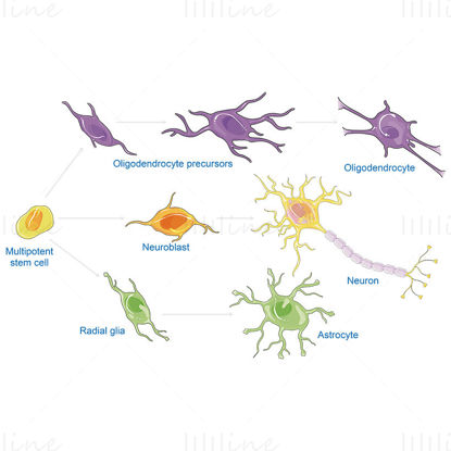 CNS cell lines vector scientific illustration
