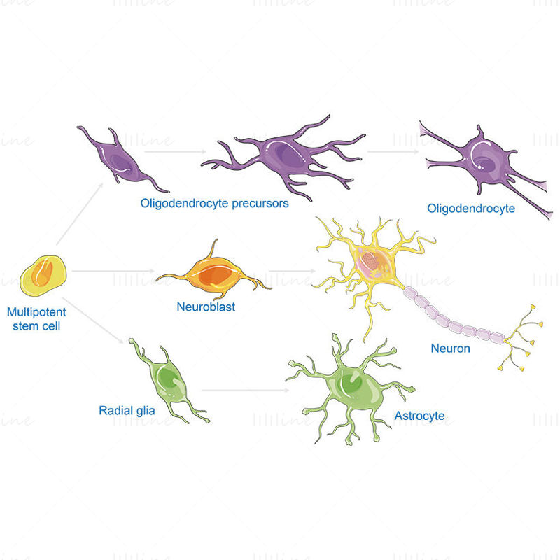 CNS cell lines vector scientific illustration