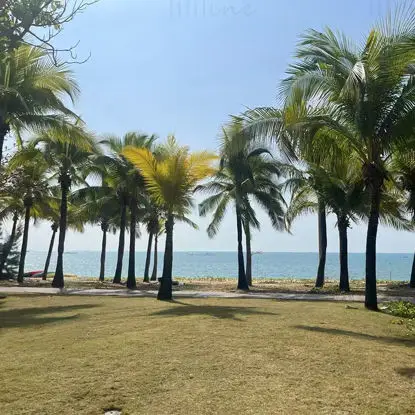 Kokospalmen bij de zee afbeelding