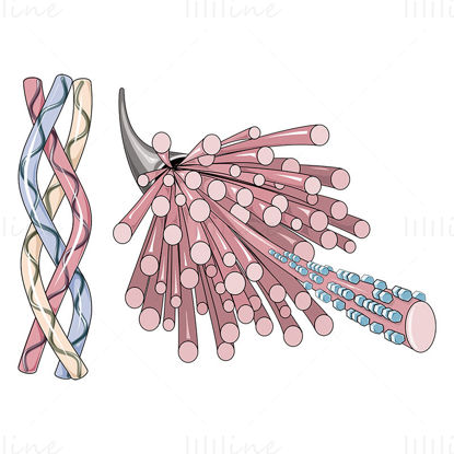Vektorska znanstvena ilustracija kolagena