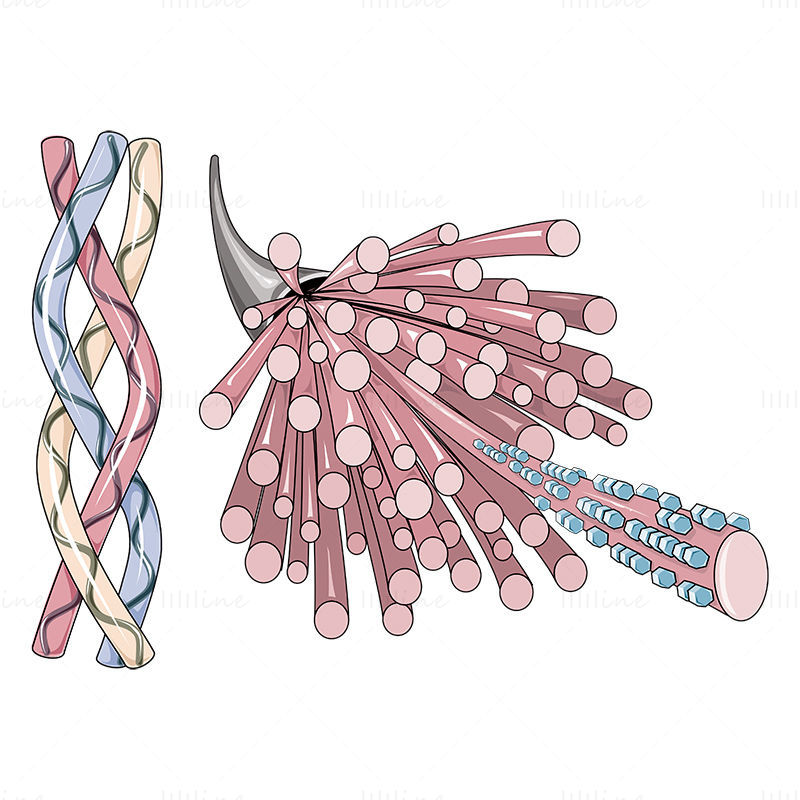 Collagen vector scientific illustration
