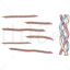 Collagen vector scientific illustration
