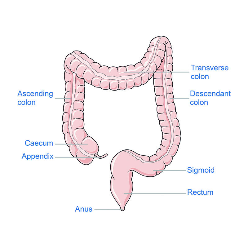 Colon vector