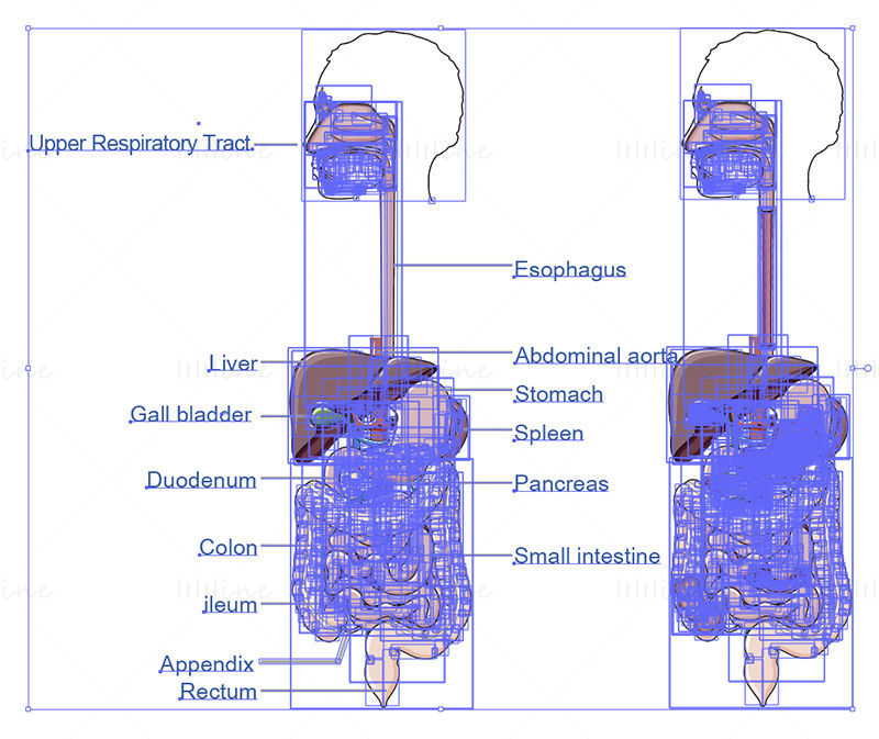 Complete digestive apparatus vector