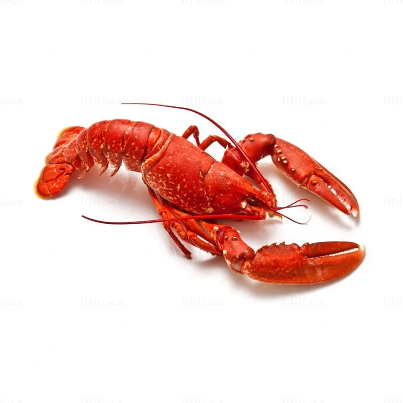 Cooked American Lobster Photo