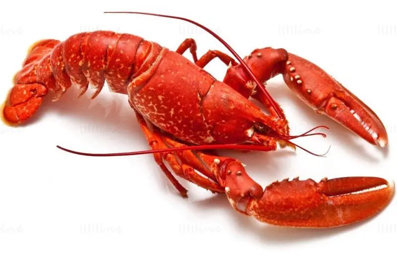 Cooked American Lobster Photo