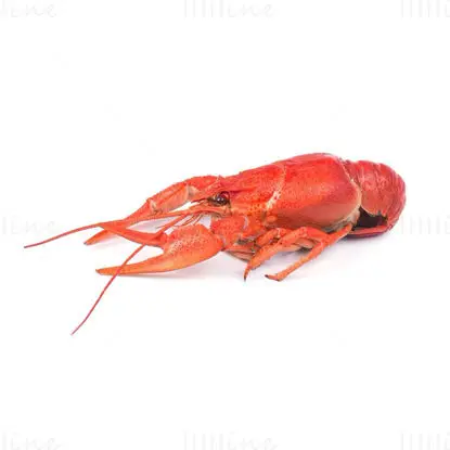 Cooked crayfish photo