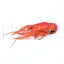 Cooked crayfish photo