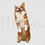 Corgi png