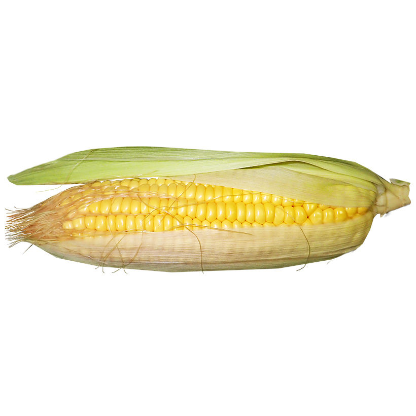 Corn PNG