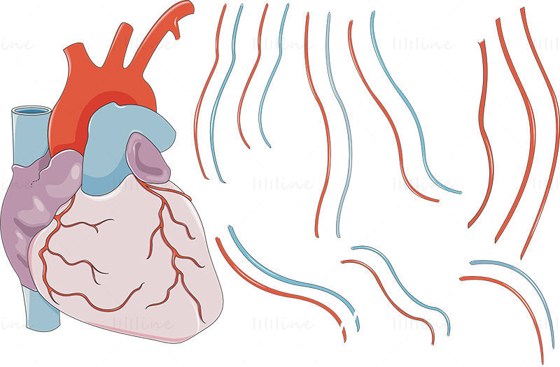 冠状动脉旁路移植术矢量示意图科研绘图