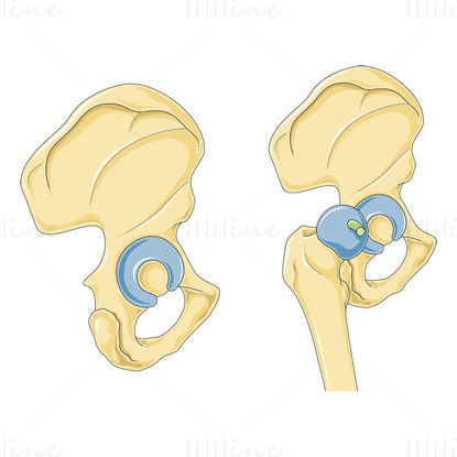 Illustration scientifique du vecteur osseux coxal