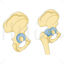 Coxal bone vector scientific illustration