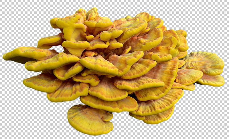 Crab of the woods Mushrooms png