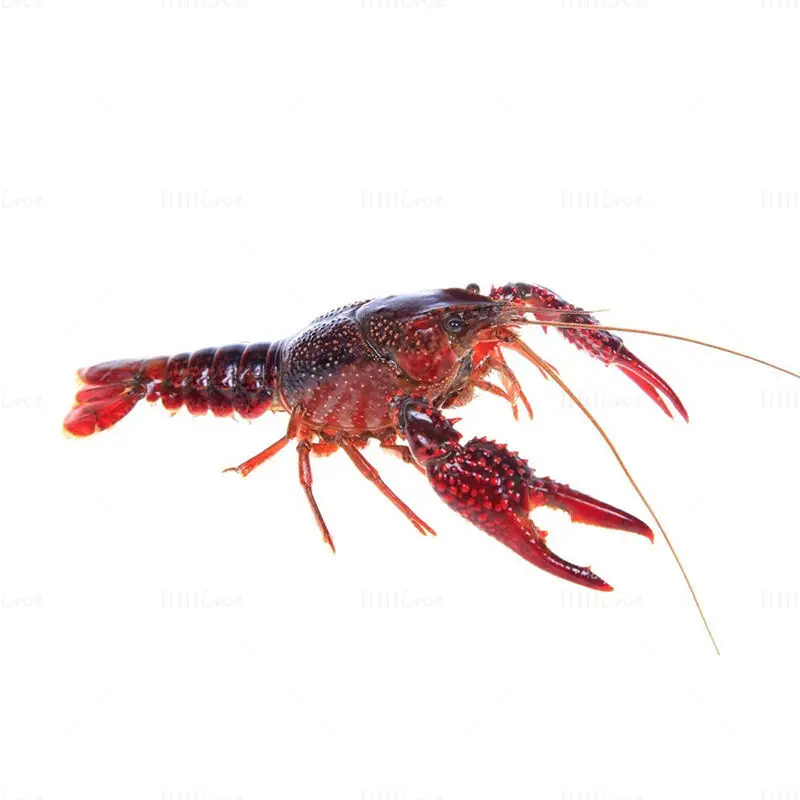 Crayfish photo