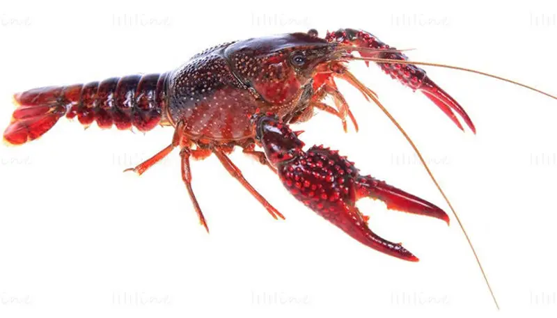 Crayfish photo