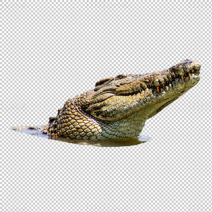 Crocodile head png