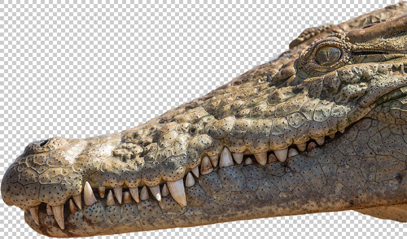 Crocodile head png picture