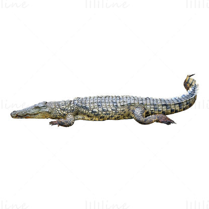 Krokodil png
